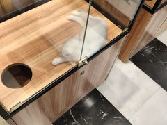 -袖虎·猫馆(体育西路店)