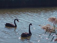-南大港湿地风景区