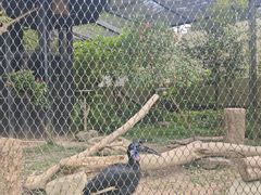 -新加坡飞禽公园