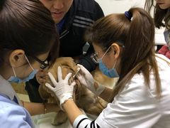 -特一安24小时宠物医院·骨科·中兽医