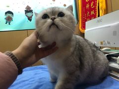 -pd派德宠物中心医院24H急重症·眼科中心·血液透析中心(嵩山北路店)