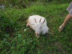 android_upload_pic-丫丫蟹庄·苏式园林农家乐·阳澄湖大闸蟹(阳澄湖莲花岛店)