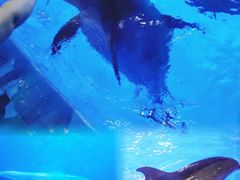 -多彩贵州城极地海洋世界