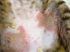 -瑞鹏宠物医院·宠保定点·心脏科·内科(御桥分院)