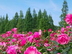 -上海辰山植物园