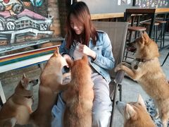 -柴犬高等学院·狗咖·柴犬售卖·宠物训练