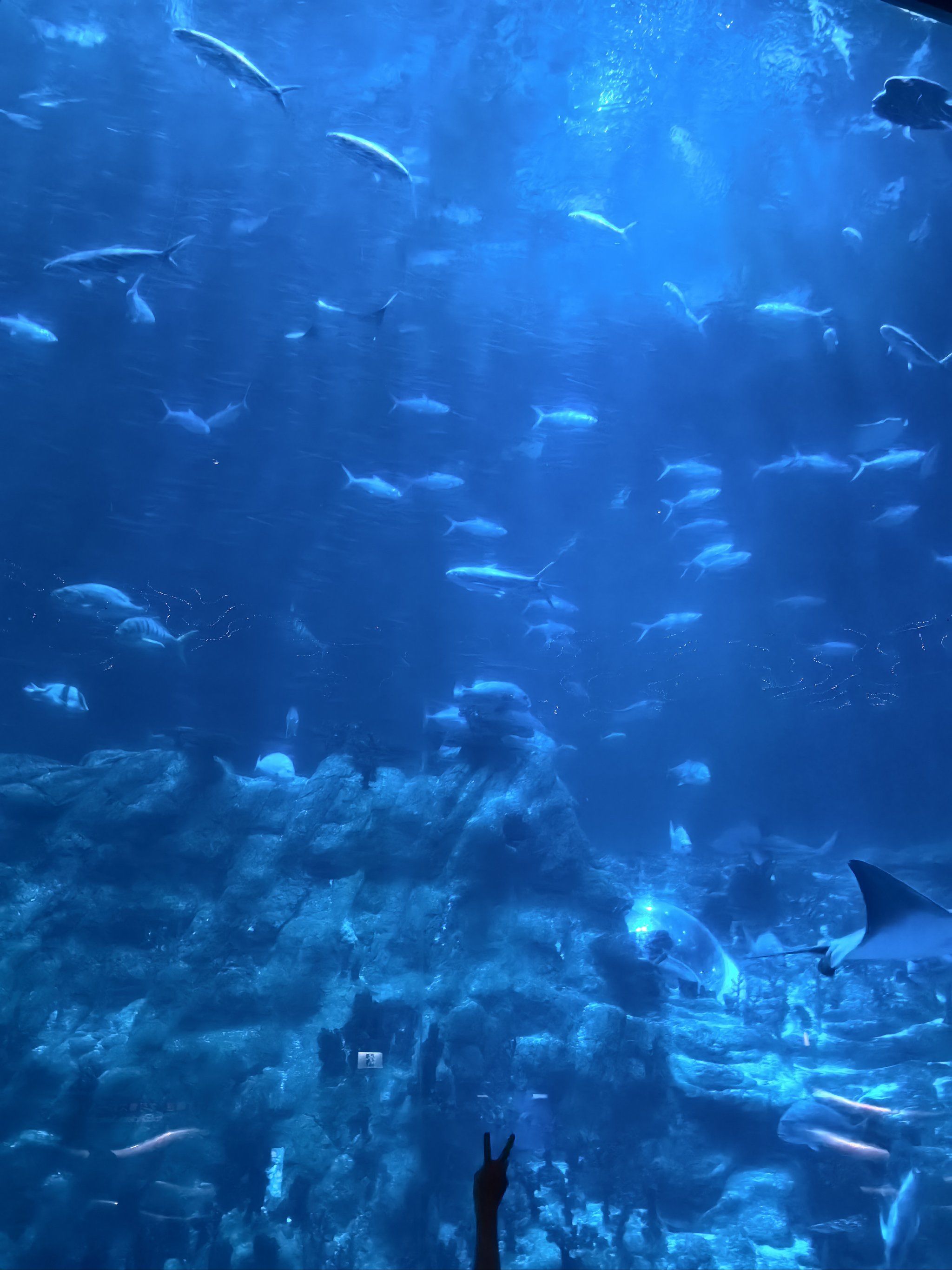 海底世界的幻想之旅 香港9396海洋公园