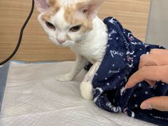 -达爱动物医院·犬猫分区·CT·复杂眼科(远洋山水分院)