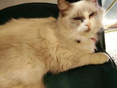 -喵喵咪呀布偶猫咖(春熙路店)