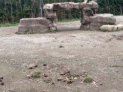 -上海野生动物园老虎餐厅