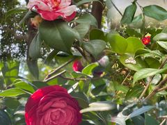 -深圳国际园林花卉博览园