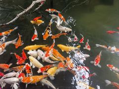 -南宫五洲植物乐园