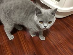 -猫大福·Fortune Cat猫舍(百子湾店)