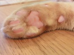 -李小姐の猫咖啡馆(五角场店)