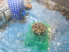 -海棠湾聚鼎香海鲜坊(海昌梦幻不夜城店)