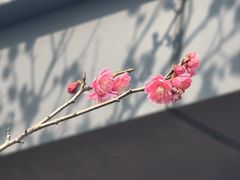 -梅花山(明孝陵内)