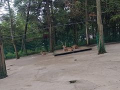 -武陵山森林公园