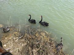 -长兴太湖图影湿地文化园