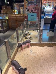 -造物庄园 萌宠纪(苏州湾歌林公园店)