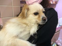 -FAELING PETS美天灵宠物(富力广场店)