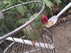 -南宫五洲植物乐园