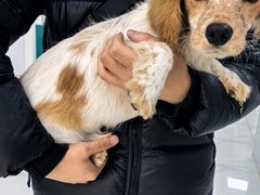 -乖乖宠物医院·猫科·急重症中心(车站北路分院)