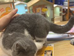 -屋虎猫馆(宝安大仟里店)