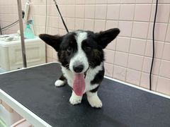 -FAELING PETS美天灵宠物(富力广场店)