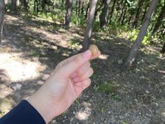 -北京十三陵国家森林公园蟒山景区