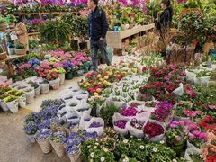 -双季花艺园艺市场(浦东店)