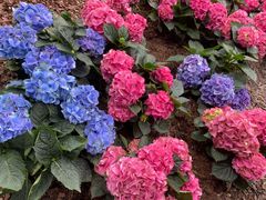 -和府捞面(天河领展广场店)