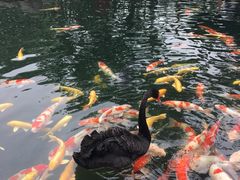 -湖鲜楼