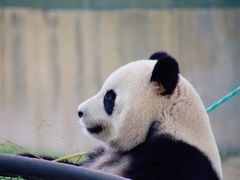 -上海野生动物园
