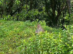 -苏州上方山国家森林公园