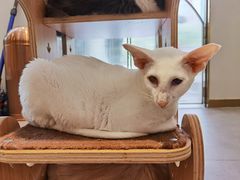 -飞行喵MR PILOT|猫舍·猫咖(静安大融城店)