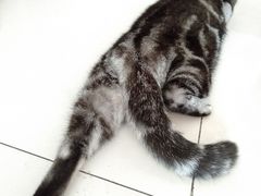 -平行世界·猫咖(首经贸店)