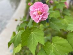 -天鹅湖体育公园