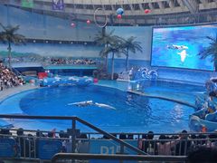 -海合安成都极地海洋公园