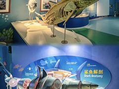 -烟台海昌鲸鲨海洋公园