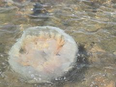 -北戴河东海水浴场