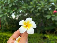 -莲花山公园