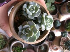 -白佛花鸟鱼虫批发市场小型宠物交易(东区)