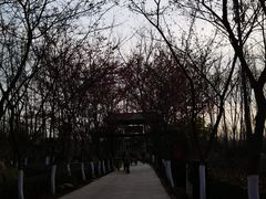 -合肥滨湖国家森林公园