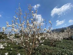 -樱桃山旅游景区