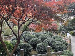 -十八棵（老龙井）御茶园(老龙井店)