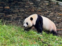 -卧龙中华大熊猫苑神树坪基地