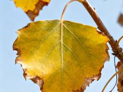 -王顺山国家森林公园