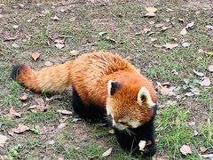 -上海野生动物园