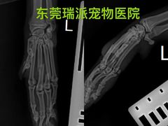 -东莞宠友24H宠物中心医院·转诊夜诊·异宠(新河北路院)