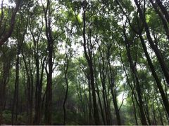 -铁山坪森林公园